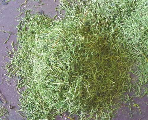 金银花