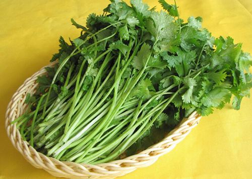 通过香菜获取微量元素 香菜的养生功效